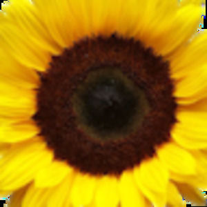 Meet your Posher, Maryann